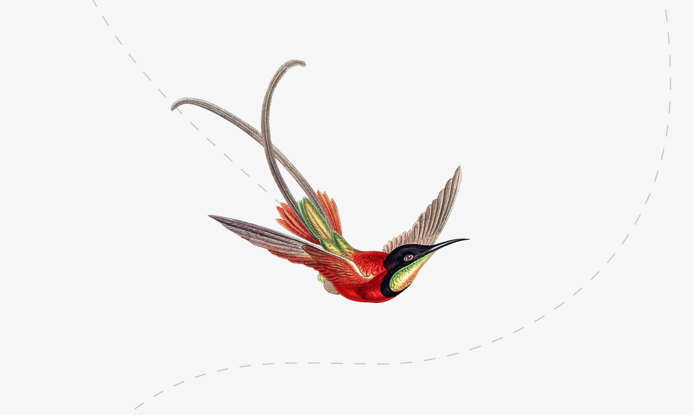 Illustration eines fliegenden Vogels